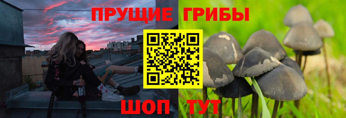 Галлюциногенные грибы Psilocybine cubensis Долгопрудный